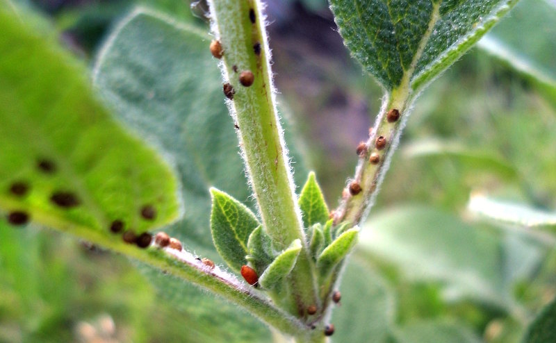 closeup-of-salvia-stem-with-aphids.jpg