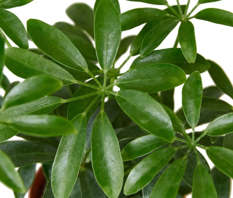closeup-of-schefflera-arboricola-green-foliage.jpg