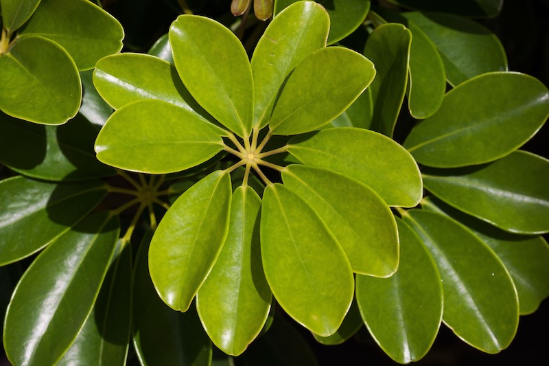 closeup-of-schefflera-heptaphylla-foliage.jpg