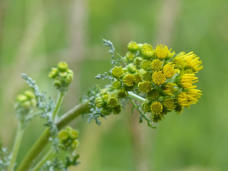 closeup-of-senecio-jacobaea-in-bloom-a-toxic-ragwort-weed.jpg