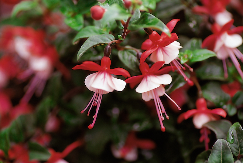 fuschia plant