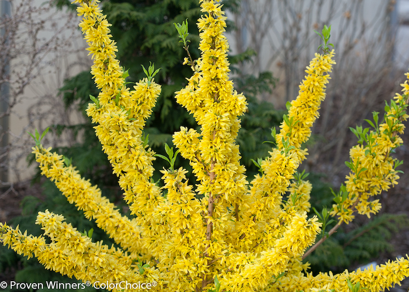 closeup-of-show-off-forsythia-in-bloom.jpg