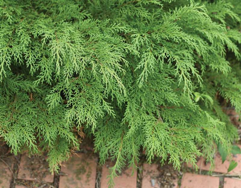 closeup-of-siberian-cypress-foliage.jpg