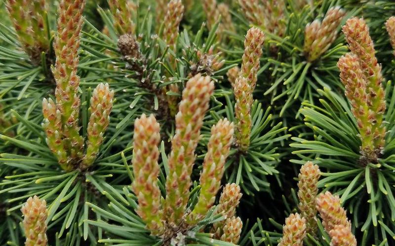 closeup-of-slowmound-mugo-pine-candles.jpg