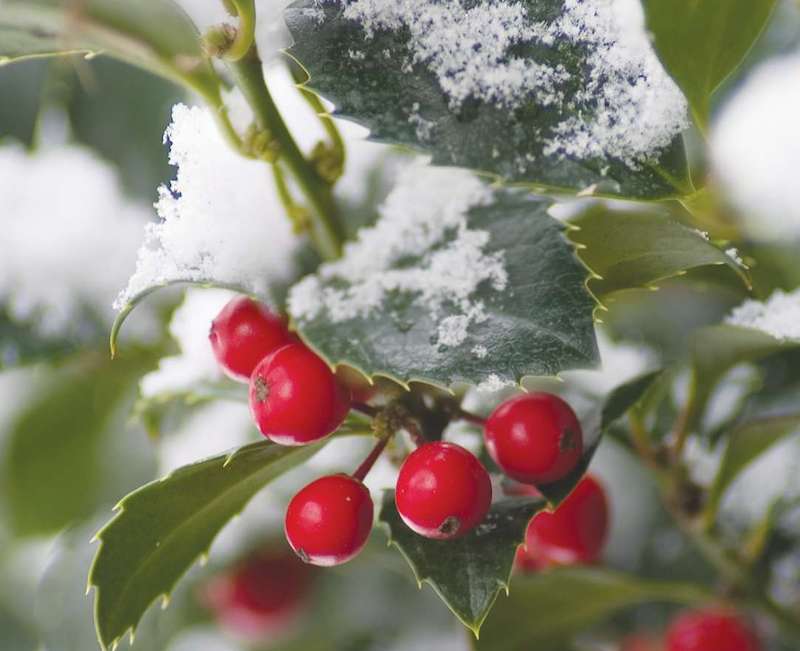 closeup-of-snow-on-ilex-x-meserveae-castle-spire-with-berries.jpg