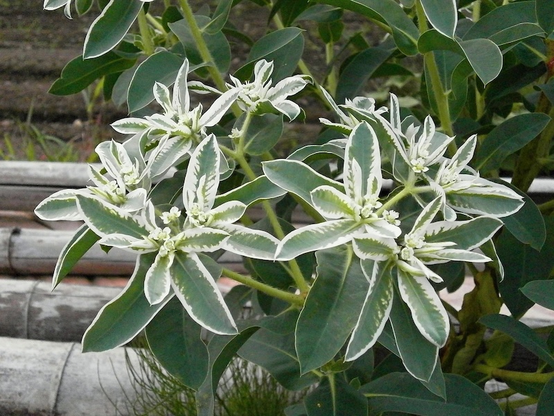 closeup-of-snow-on-the-mountain-euphorbia.jpg