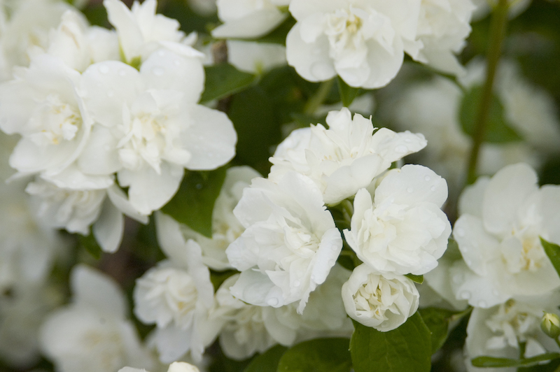 closeup-of-snow-white-blooms.jpg