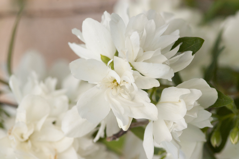 Growing Mock Orange In Pots | Plant Addicts