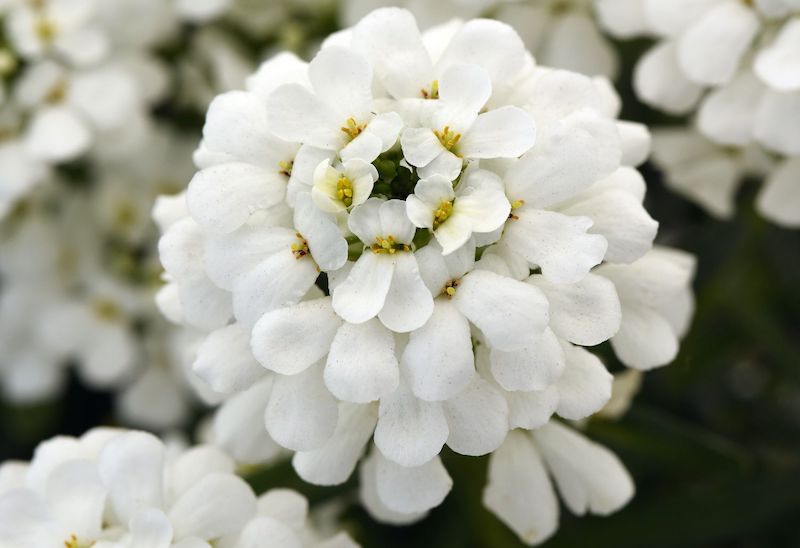 closeup-of-snowsation-candytuft-blooms.jpg