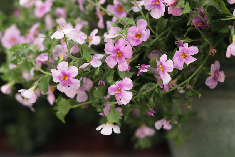 closeup-of-snowstorm-pink-bacopa-stems.jpg