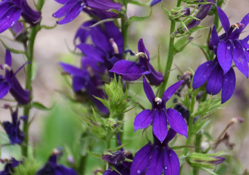 closeup-of-starship-blue-lobelia-flowers.jpg