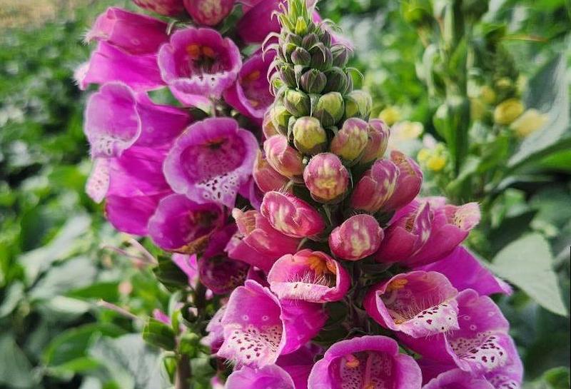 closeup-of-strawberry-foxglove-buds-and-open-flowers.jpg