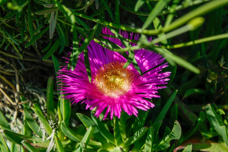 closeup-of-sunlight-on-ice-plant-bloom.jpg