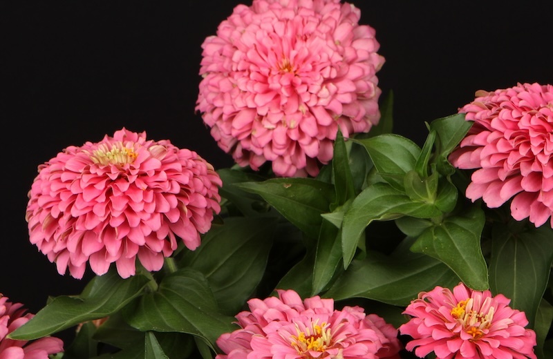 closeup-of-sweet-tooth-cotton-candy-zinnia-in-bloom.jpg