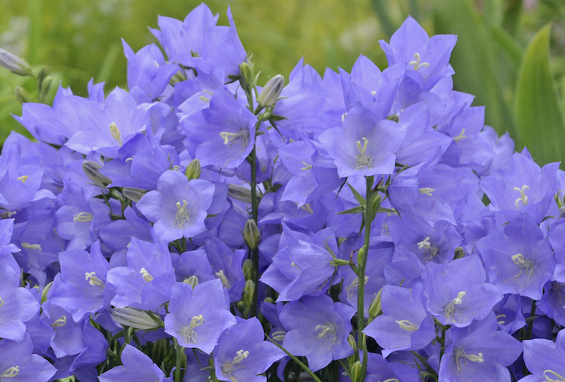 closeup-of-takion-blue-bellflower-blooms.jpg