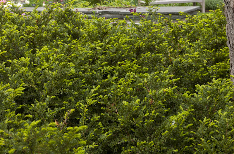 closeup-of-taunton-spreading-yew.jpg