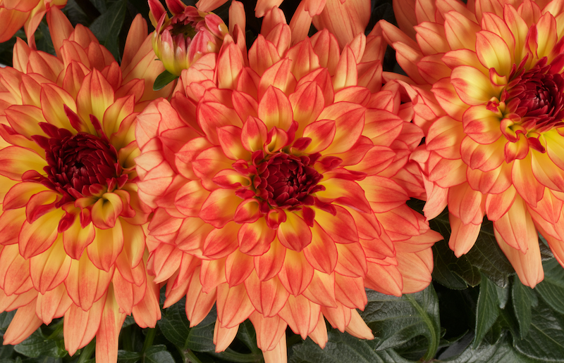 closeup-of-tequila-dahlia-flowers.jpg