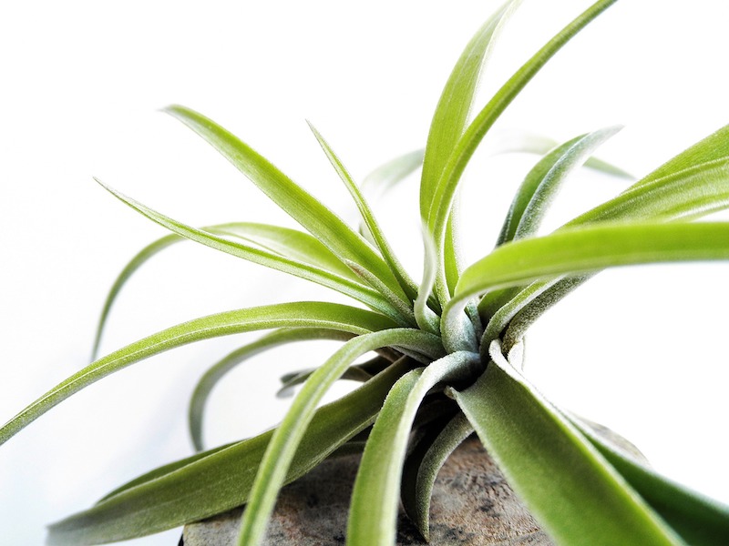 closeup-of-tillandsia-foliage.jpg