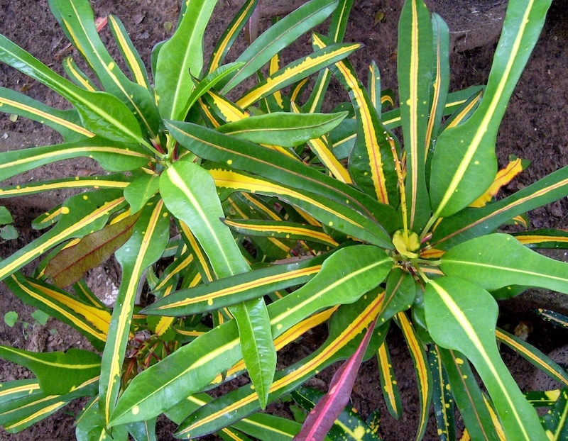 closeup-of-two-potted-croton-plants.jpg