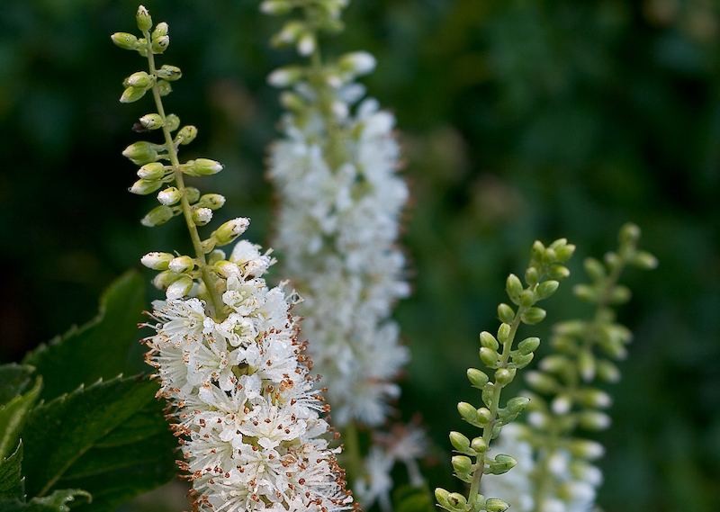 closeup-of-vanilla-spice-clethra-blooms.jpg