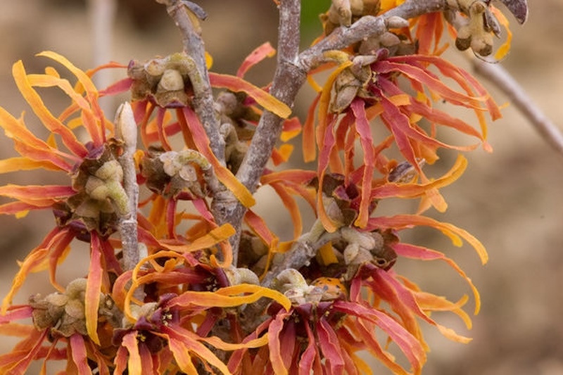 closeup-of-vernal-witch-hazel-blooms.jpg