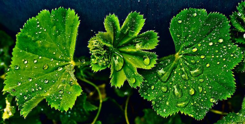 closeup-of-water-droplets-on-avens-foliage.jpg