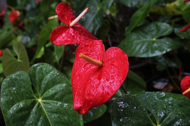 closeup-of-wet-anthurium-flowers-and-leaves.jpg