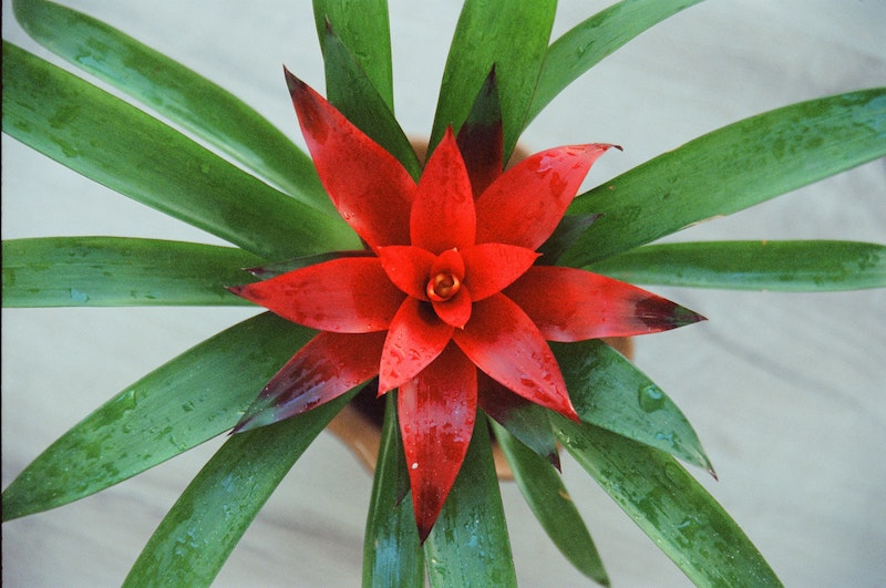 closeup-of-wet-guzmania-in-bloom.jpg