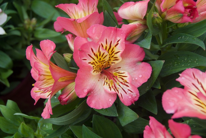 closeup-of-wet-peruvian-lily-blooms.jpg