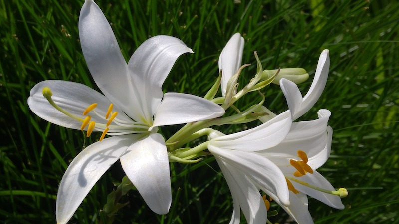 Pruning Lilies | Plant Addicts