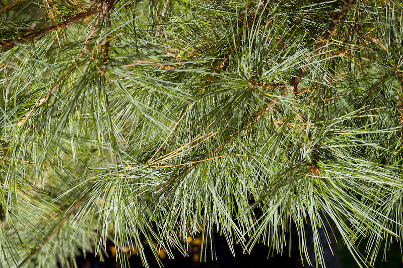 Miniature pine tree Care (Watering, Fertilize, Pruning