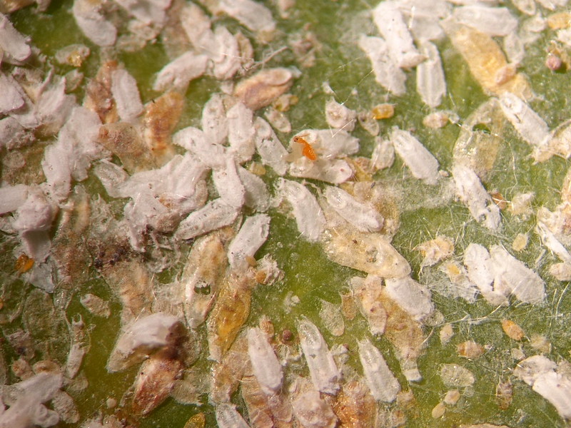 closeup-of-whitefly-pupal-cases-on-leaf.jpg