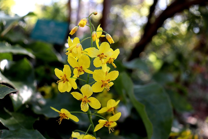 closeup-of-yellow-barrenwort-flowers.jpg