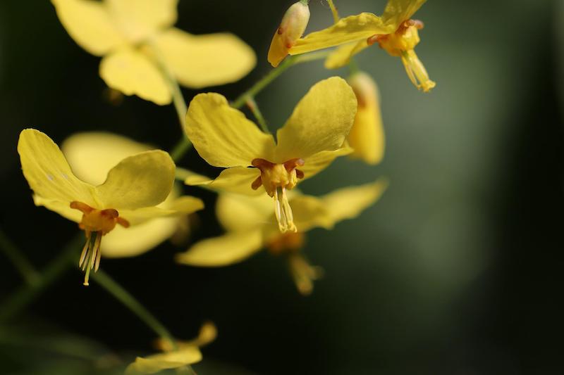 closeup-of-yellow-barrenwort.jpg