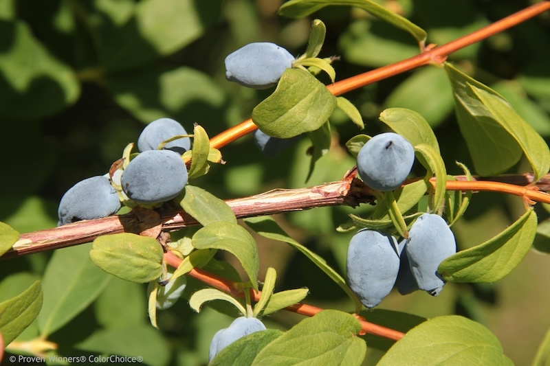 closeup-of-yezberry-solo-japanese-haskap-fruit.jpg