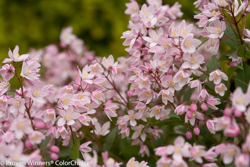 closeup-of-yuki-cherry-blossom-deutzia-blooms.jpg