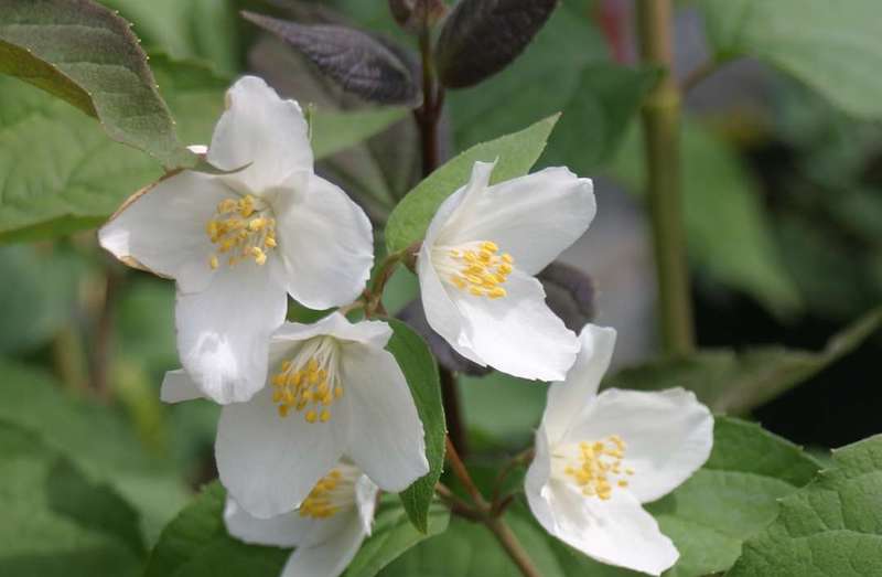 closeup-philadelphus-starbright-blooms.jpg