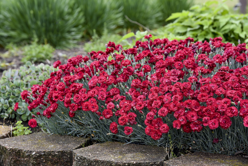 clump-of-dianthus-maraschino.jpg