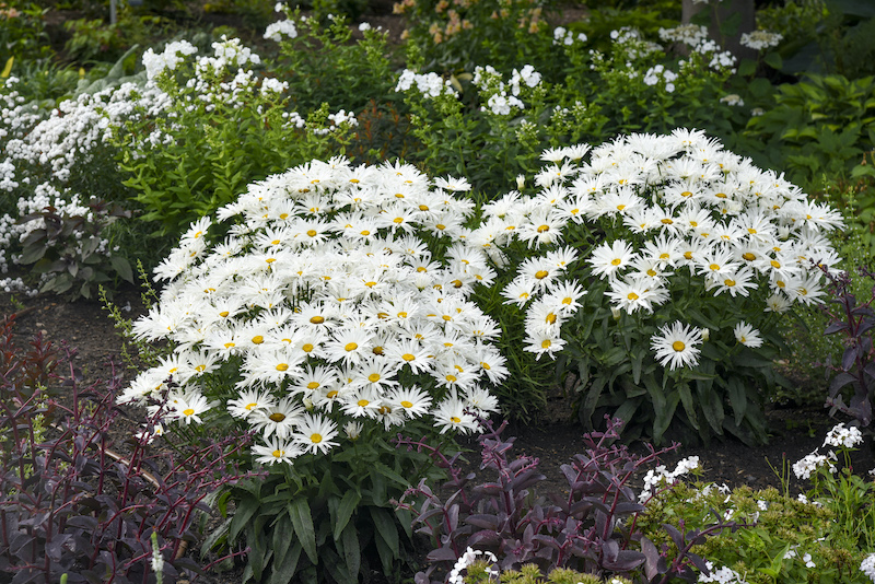 clumps-of-leucanthemum-spun-silk-in-a-mixed-bed.jpg