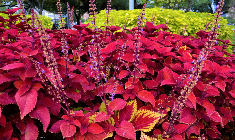 are coleus plants poisonous to dogs and cats