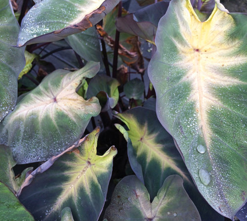 colocasia-leaves-with-moisture-on-the-leaves.jpg