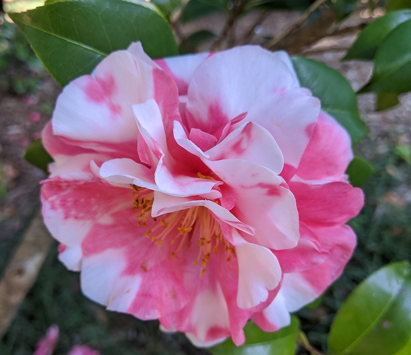 color-variation-in-camellia-bloom-possibly-due-to-virus.jpg