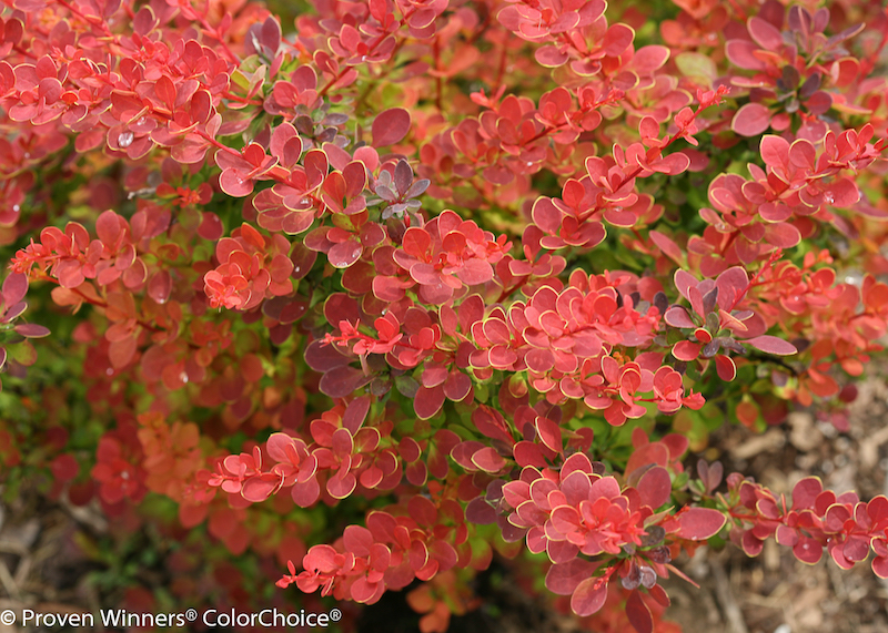Is Barberry Poisonous Plant Addicts