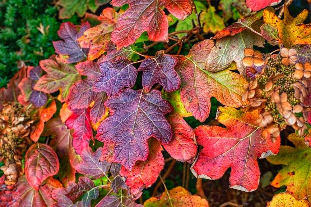 colorful-oakleaf-hydrangea-foliage-in-the-fall.jpg