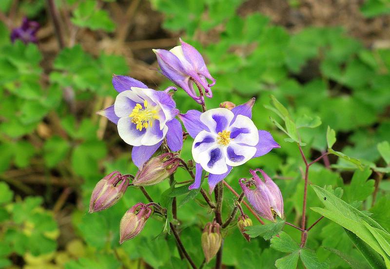 columbine-flowers.jpg