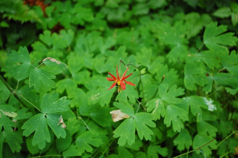 columbine-foliage-with-single-flower.jpg