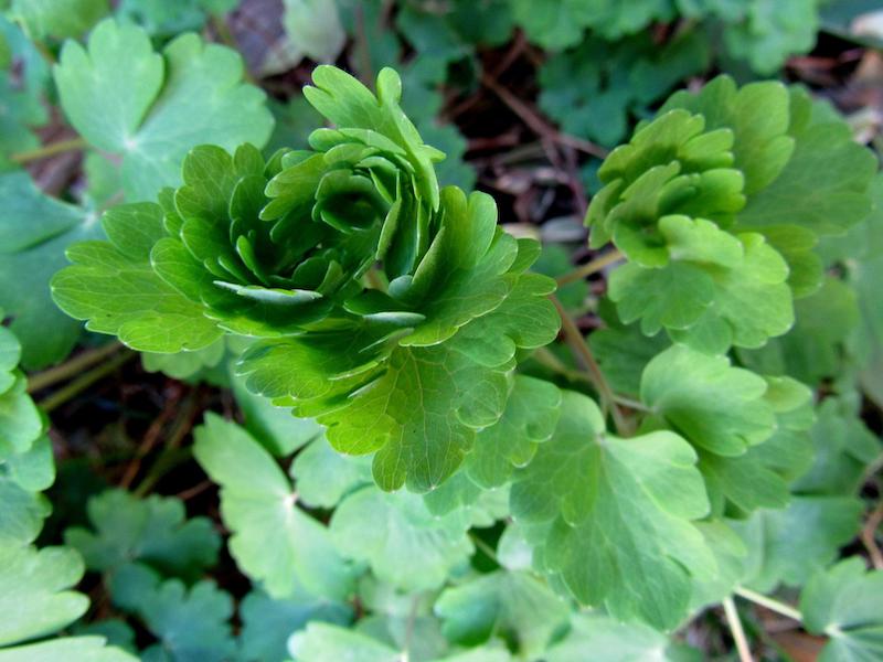 columbine-foliage.jpg