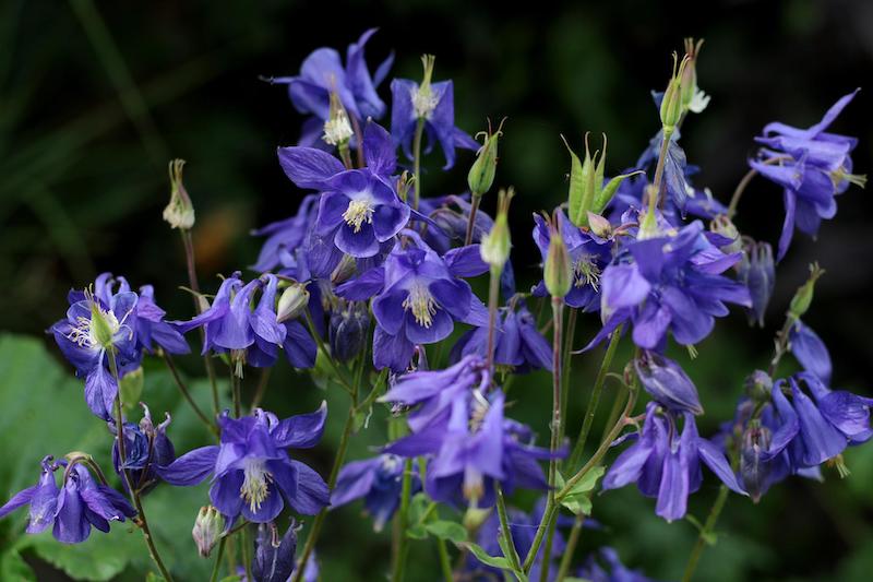 are aquilegia safe for dogs