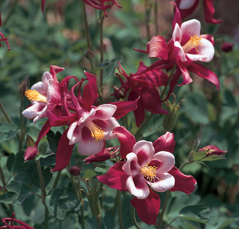 columbine-songbird-cardinal-flowers.jpg