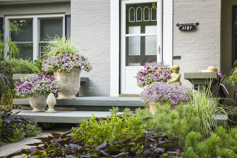 combination-planters-with-bacopa-calibrachoa-and-verbena.jpg